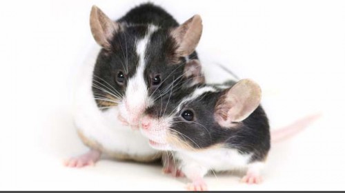 Mice showed liver damage